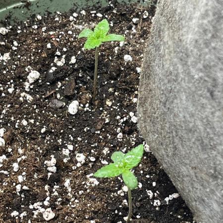 Homegrown Cannabis Co RESTART