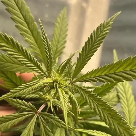 Lemon Cherry Runtz- fast buds photo!