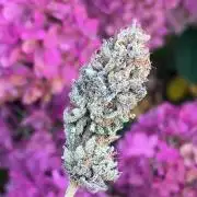 Kannabia OreoZ outdoor/indoor
