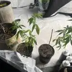 Fast Buds Photo- Papayton