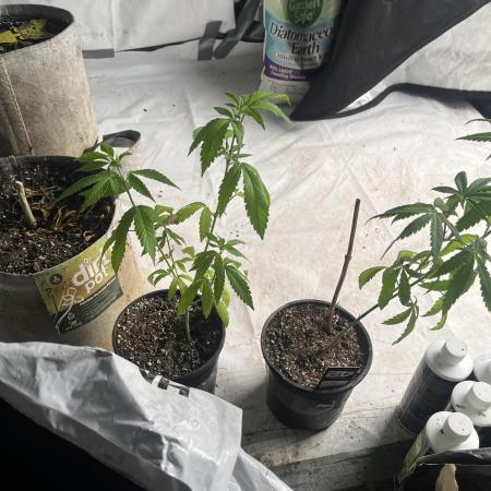 Fast Buds Photo- Papayton
