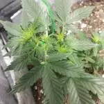 First Grow