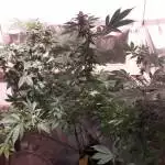 Summerclones