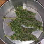 Original amnesia haze fastbuds