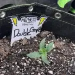 Double Grape