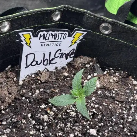 Double Grape