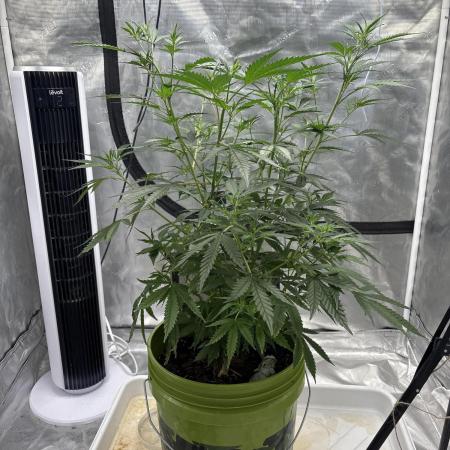 😈 Davy Jone’s Locker 😈