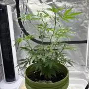 😈 Davy Jone’s Locker 😈