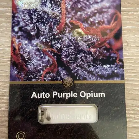 Divine Seeds - Auto Purple Opium