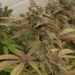 Platinum Kush Breath Remix 