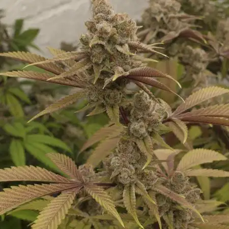 Platinum Kush Breath Remix 