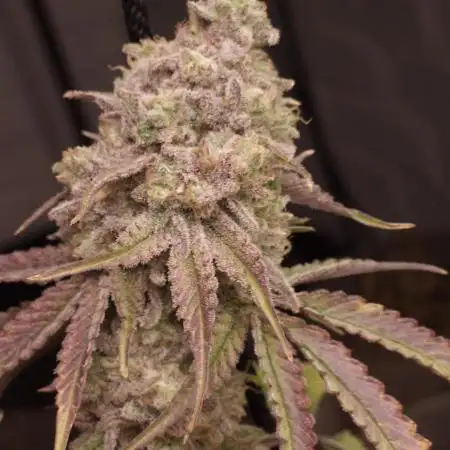 Blueberry Swirl