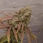 Ice Cream Cake - Barneys Farm