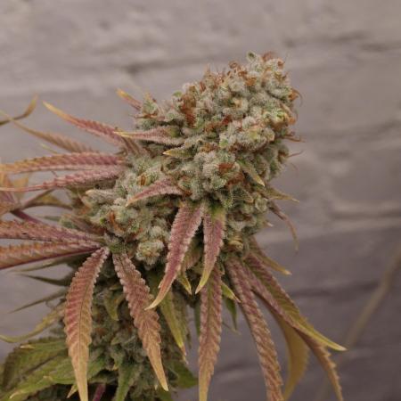 Ice Cream Cake - Barneys Farm