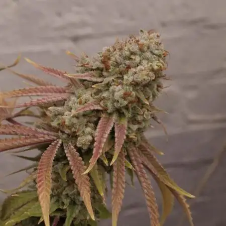 Ice Cream Cake - Barneys Farm