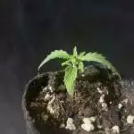 R/twistedtree 24 ounce grow