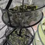 a lot of CBD