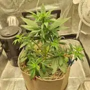 LSD-25 Auto (Living Soil)