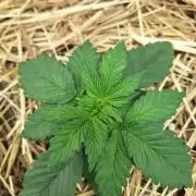 LSD-25 Auto (Living Soil)