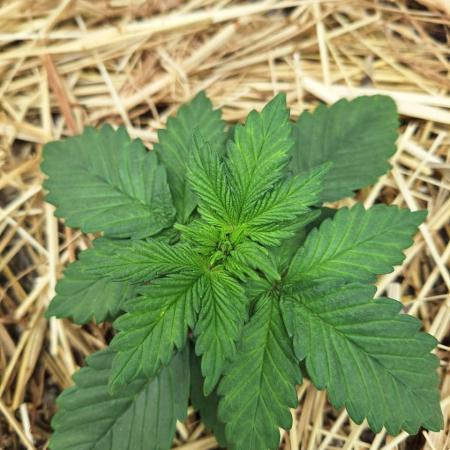 LSD-25 Auto (Living Soil)