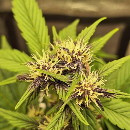 LSD-25 Auto (Living Soil)