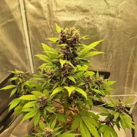 LSD-25 Auto (Living Soil)