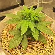 LSD-25 Auto (Living Soil)