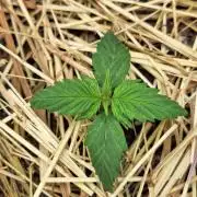 LSD-25 Auto (Living Soil)