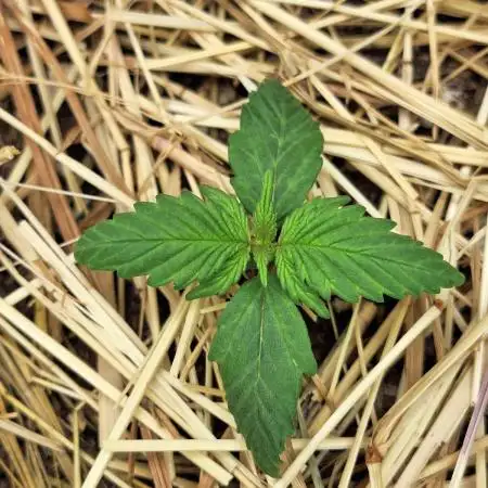 LSD-25 Auto (Living Soil)