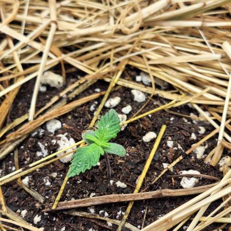 LSD-25 Auto (Living Soil)