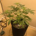 Kush Auto Flower