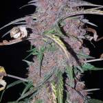 Barneys Farm Purple Punch Auto