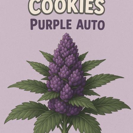 DWC - RWS Tropicana Cookies Purple Auto