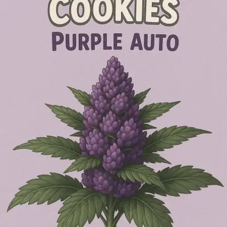 DWC - RWS Tropicana Cookies Purple Auto