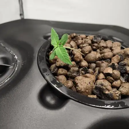 DWC - RWS Tropicana Cookies Purple Auto