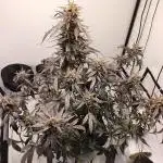 DWC - RWS Tropicana Cookies Purple Auto