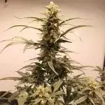 DWC - RWS Tropicana Cookies Purple Auto