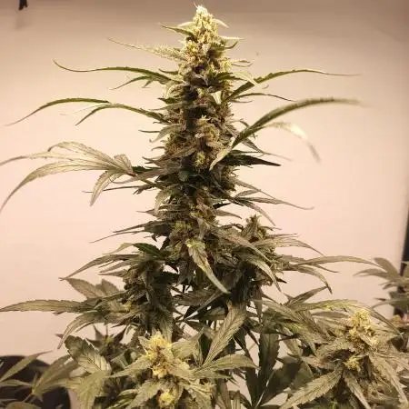 DWC - RWS Tropicana Cookies Purple Auto