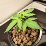 DWC - RWS Tropicana Cookies Purple Auto