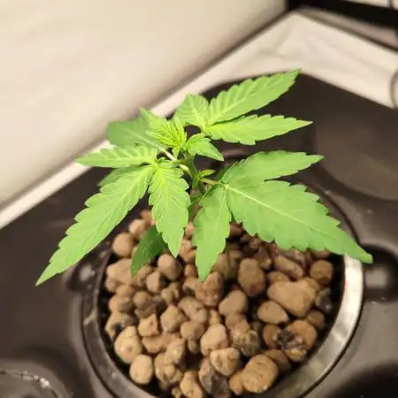 DWC - RWS Tropicana Cookies Purple Auto