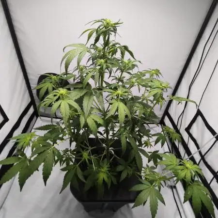 DWC - RWS Tropicana Cookies Purple Auto