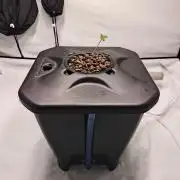 RQS Mimosa Auto - Deep Water Culture