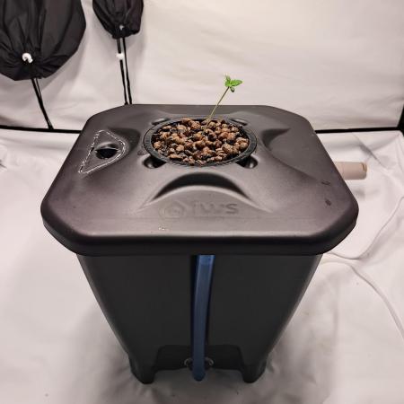 RQS Mimosa Auto - Deep Water Culture