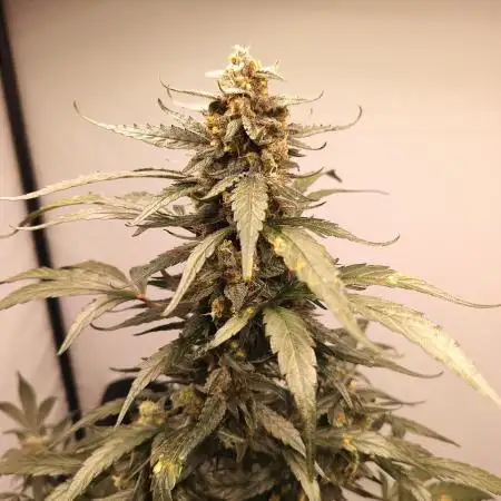 DWC - RWS Tropicana Cookies Purple Auto