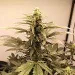 DWC - RWS Tropicana Cookies Purple Auto