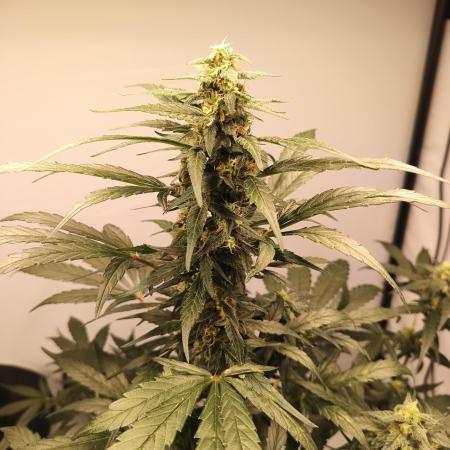 DWC - RWS Tropicana Cookies Purple Auto