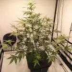 DWC - RWS Tropicana Cookies Purple Auto