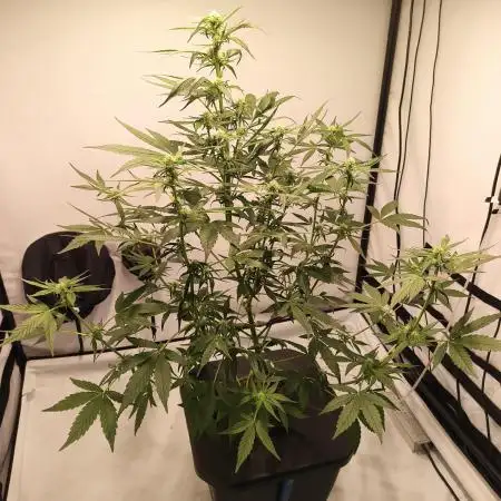 DWC - RWS Tropicana Cookies Purple Auto
