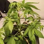 DWC - RWS Tropicana Cookies Purple Auto