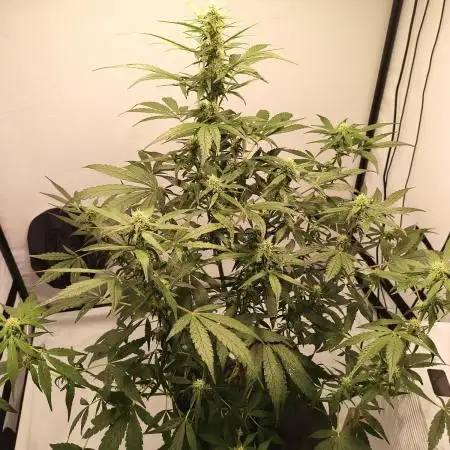 DWC - RWS Tropicana Cookies Purple Auto
